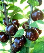 Вишня войлочная Prunus tomentosa Бордовая (5 лет)