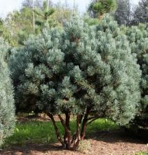 Сосна обыкновенная Ватерери (Pinus sylvestris Watereri ) (50-60см, саженец конт. 20л)