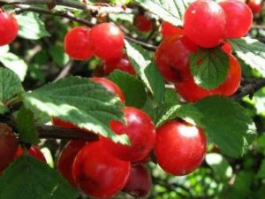 Вишня войлочная Prunus tomentosa Смуглянка восточная (5 лет)