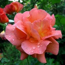 Роза парковая Вестерленд (Westerland) 200-250 см (саженец конт. 20л)
