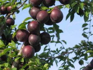 Алыча Prunus divaricataм Глобус (5 лет)