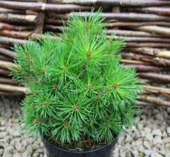 Сосна горная Гном (Pinus mugo Gnom) (35-40см, саженец конт. 12)