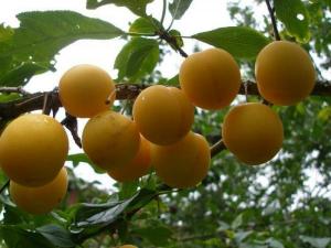 Алыча Prunus divaricataм Царская (5 лет)