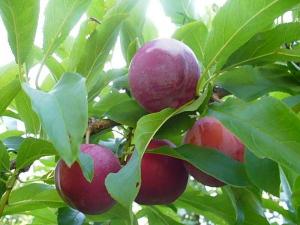 Алыча Prunus divaricataм Ранняя консервная (5 лет)