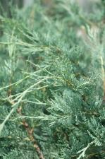 Можжевельник Juníperus Moonglow (1,3-1,5м/С10)
