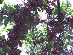 Алыча Prunus divaricataм Обильная новая (5 лет)