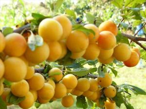 Алыча Prunus divaricataм Злато скифов (5 лет)