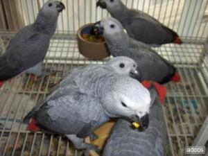 Очаровательные попугаи, выкормленные вручную, и оплодотворенные яйца попугаев