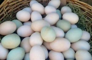 Продажа оплодотворенных яиц попугаев