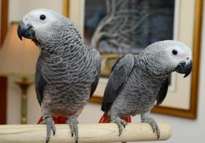 Пара африканских серых попугаев доступна для хороших домов.