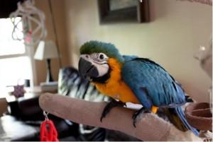 Два красивых говорящих синих и золотых попугая ара