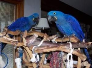 Гиацинтовые ара, синие и золотые ара, африканский серый попугай