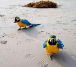 Сладкие ара, синие и золотые попугаи ара в наличии