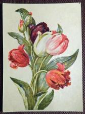 Открытка. Худ. Хвостенко "Тюльпаны". 1956 год.