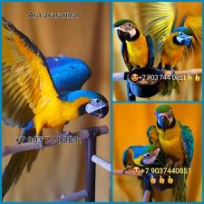 Ара сине-желтый (Ara ararauna) - птенцы выкормыши из питомника