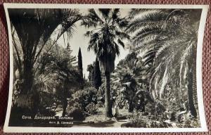 Открытка "Сочи. Дендрарий. Пальмы". 1952 год