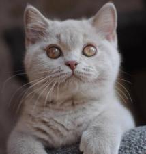Котята Британской кошки очень красивые