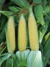 Кукуруза сладкая в початках, урожай 2024г.