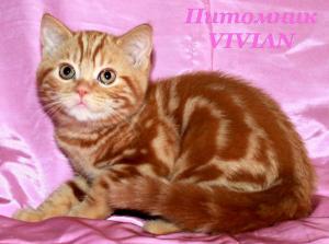 Британские красные мраморные котята из VIVIAN